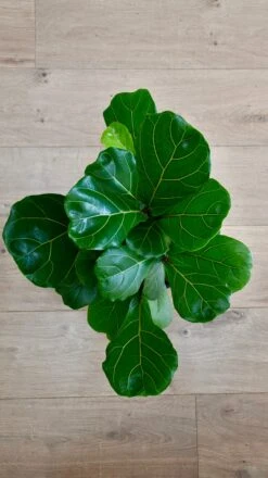 Bonsai Fig Tree ‘Ficus Lyrata' -Happy House Plants Sale Store 98bb8d 031dc1777ead4ffb949f7e1e68ccc48b mv2