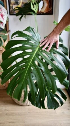 XXL Monstera Deliciosa - Elegant Stem Form -Happy House Plants Sale Store 98bb8d 034e9e4a1e694eaab7987846ab346e29 mv2