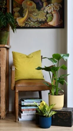 Strelitza Nicolai - White Bird Of Paradise And Vibes Pot -Happy House Plants Sale Store 98bb8d 0351af7d2d584e15b1b33be59db639c2 mv2