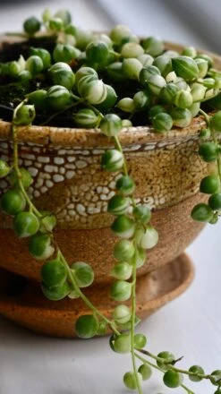 Variegated String Of Pearls -Happy House Plants Sale Store 98bb8d 03b7f92638944c85a5ecad539023f02f mv2