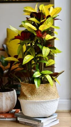 Codiaeum Variegatum 'Mrs Iceton’ -Happy House Plants Sale Store 98bb8d 03bdedacb6b6434a950f4cf0e98a122f mv2