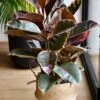 Ficus Elastica Belize - Variegated Rubber Tree