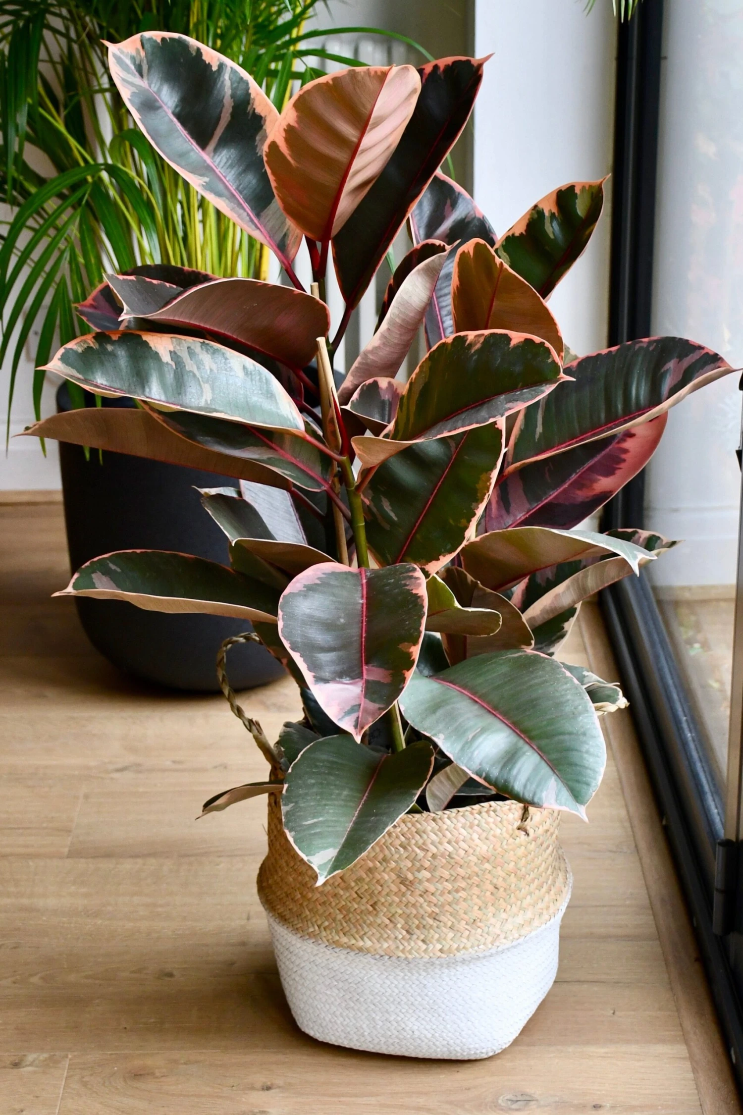 Ficus Elastica Belize - Variegated Rubber Tree 1 Ficus Elastica Belize - Variegated Rubber Tree