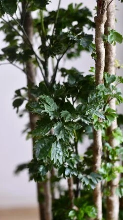 Polyscias Roble, Aralia Roble -Happy House Plants Sale Store 98bb8d 049d1b7a8df543ca9ce2248074c04a1a mv2