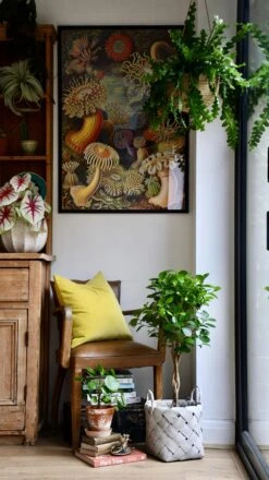 Ficus Microcarpa (Chinese Banyan Tree) -Happy House Plants Sale Store 98bb8d 04f516c093534635b2a003c855bad68f mv2 df4a8d1c cc1d 440c 9c73 1d8860f6cf4e