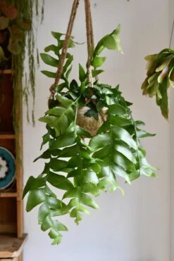 Selenicereus Chrysocardium - Fern Leaf Cactus