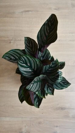 Calathea Sanderiana - Pinstripe - Prayer Plant -Happy House Plants Sale Store 98bb8d 0659d9785b6f4ef38218d7706a61630e mv2