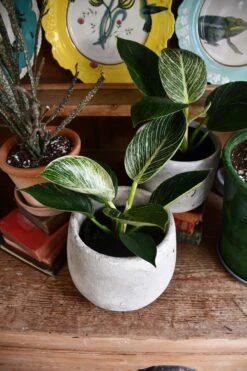 Philodendron Birkin - White Measure -Happy House Plants Sale Store 98bb8d 069421ca6dbb4d3297aabb36306cdab8 mv2