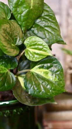 Piper Betle Variegata -Happy House Plants Sale Store 98bb8d 06ff6b7e40234c4a8c87b9f5463f75c3 mv2