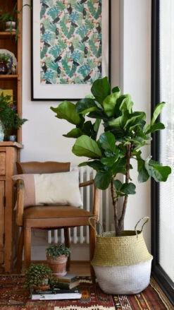 Fiddle Leaf Fig Tree - Ficus Lyrata - Branched -Happy House Plants Sale Store 98bb8d 081c0151b6944eb09442d96dda65ff8e mv2