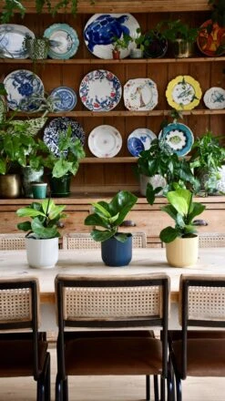 Baby Ficus Lyrata (Fiddle Fig Tree)