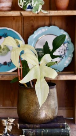 Philodendron Pedatum 'Florida Ghost' -Happy House Plants Sale Store 98bb8d 0967ea9eeb744674b30d76c79348bd0b mv2