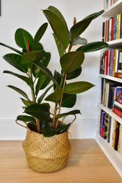 Rubber Plant (Ficus Elastica, Ficus Robusta) -Happy House Plants Sale Store 98bb8d 096e8fff893547d787dc88ac2dd3a781 mv2 d 2848 4272 s 4 2