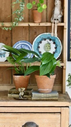 Epipremnum Pinnatum (Dragon Tail Plant) -Happy House Plants Sale Store 98bb8d 09af8eda41914fb3a693a043603b33bf mv2