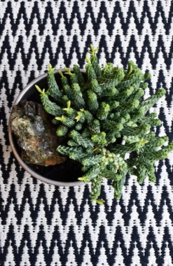 Peperomia Columella -Happy House Plants Sale Store 98bb8d 0a3ba54b29cf447c990395d8a78b1cd9 mv2