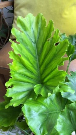 Philodendron Bipinnatifidum - Philodendron Hope -Happy House Plants Sale Store 98bb8d 0ab10c8f056545f9875314544c22a8d2f000