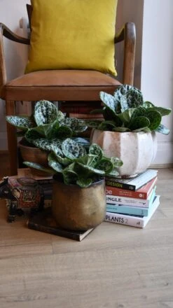 Streptocarpus Pretty Turtle -Happy House Plants Sale Store 98bb8d 0ad8a82ad7e54a568c001cbe95945ce3 mv2