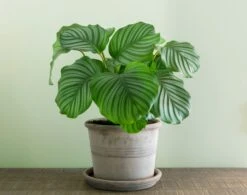 Calathea Orbifolia, Prayer Plant -Happy House Plants Sale Store 98bb8d 0bb6c8423e5f4e588bdf3299bacb0486 mv2