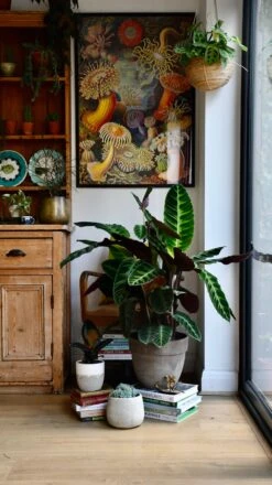 XL Calathea Warscewiczii -Happy House Plants Sale Store 98bb8d 0c764266b38e453dac66a821532316c4 mv2