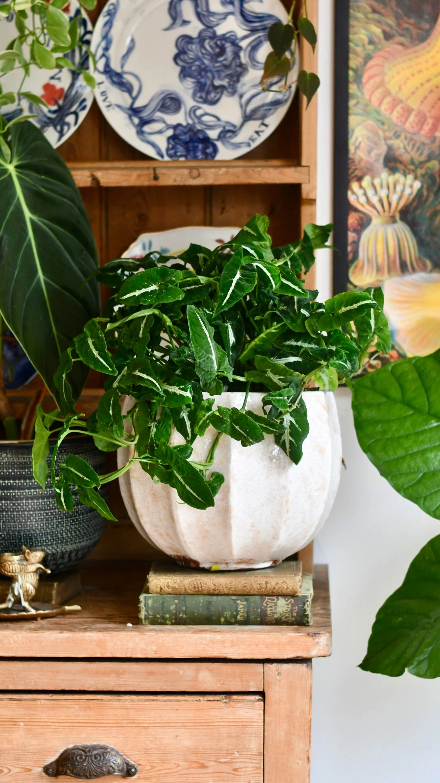 Large Syngonium Wendandii 1 Large Syngonium Wendandii