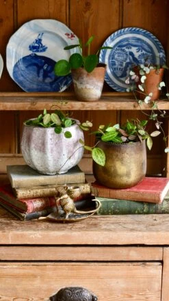 Dischidia Ovata (Watermelon Dischidia) -Happy House Plants Sale Store 98bb8d 0dd2635fecdb4cde9aa41d76b998e070 mv2