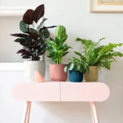 Vibes Fold Round 25cm -Happy House Plants Sale Store 98bb8d 0e7c9c32620e440b95d394456cf6786b mv2 1800x1800 d56fc1d8 8bec 4e06 82d3 2182bae1d5f6