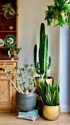 Tall Euphorbia Cactus -Happy House Plants Sale Store 98bb8d 0f051173feae4872b1ff01c4d40669ca mv2