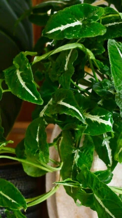 Large Syngonium Wendandii 7 Large Syngonium Wendandii -Happy House Plants Sale Store 98bb8d 0f1c5f068de54975960e2838dab788db mv2