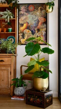 Ficus Umbellata -Happy House Plants Sale Store 98bb8d 1086acdda0d74daa8d263e2af16d8b3c mv2