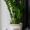 Zamioculcas Zamiifolia | ZZ Plant