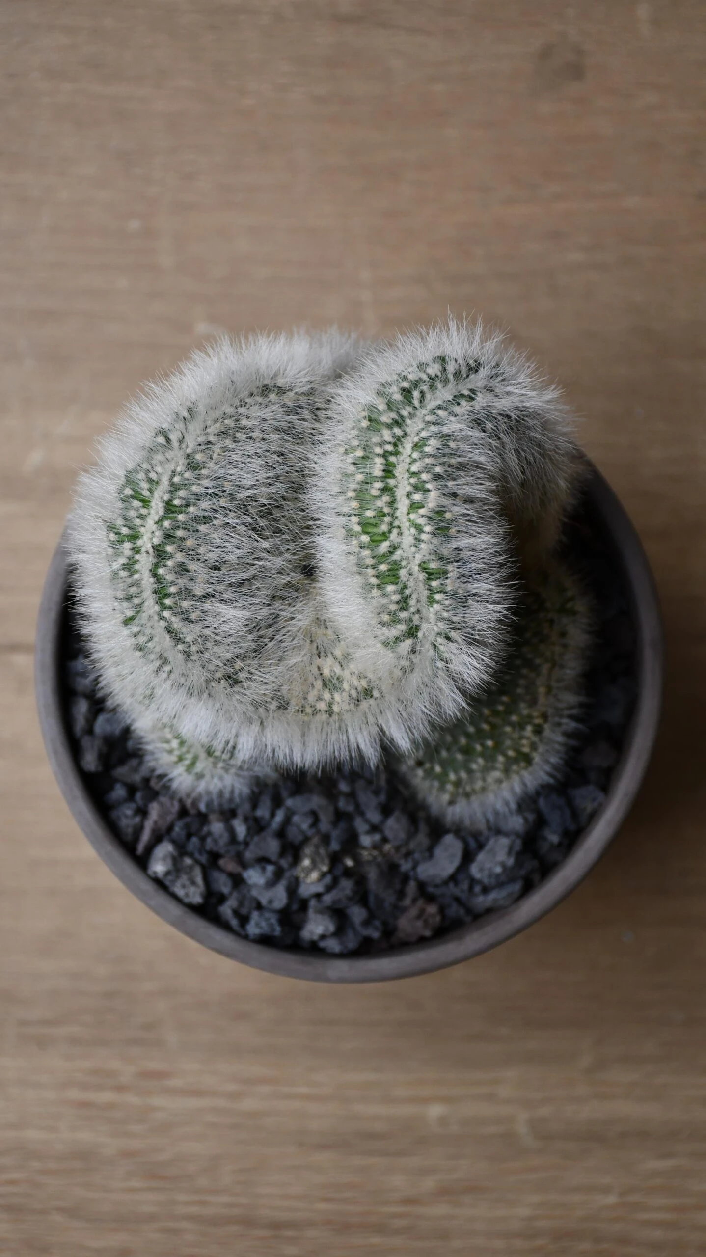 Hildewintera Aureispina F. Cristata 6 Hildewintera Aureispina F. Cristata - Image 6