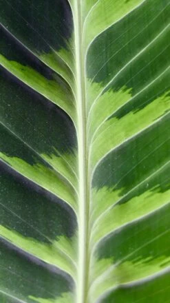 XL Calathea Warscewiczii -Happy House Plants Sale Store 98bb8d 11344d4eb90a4d308d6ed5dd5eec4184 mv2