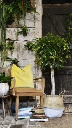 Ficus Benjamina (weeping Fig, Benjamin Fig Or Ficus Tree) -Happy House Plants Sale Store 98bb8d 11762d674ceb45ac942b1eed7d21eb24 mv2