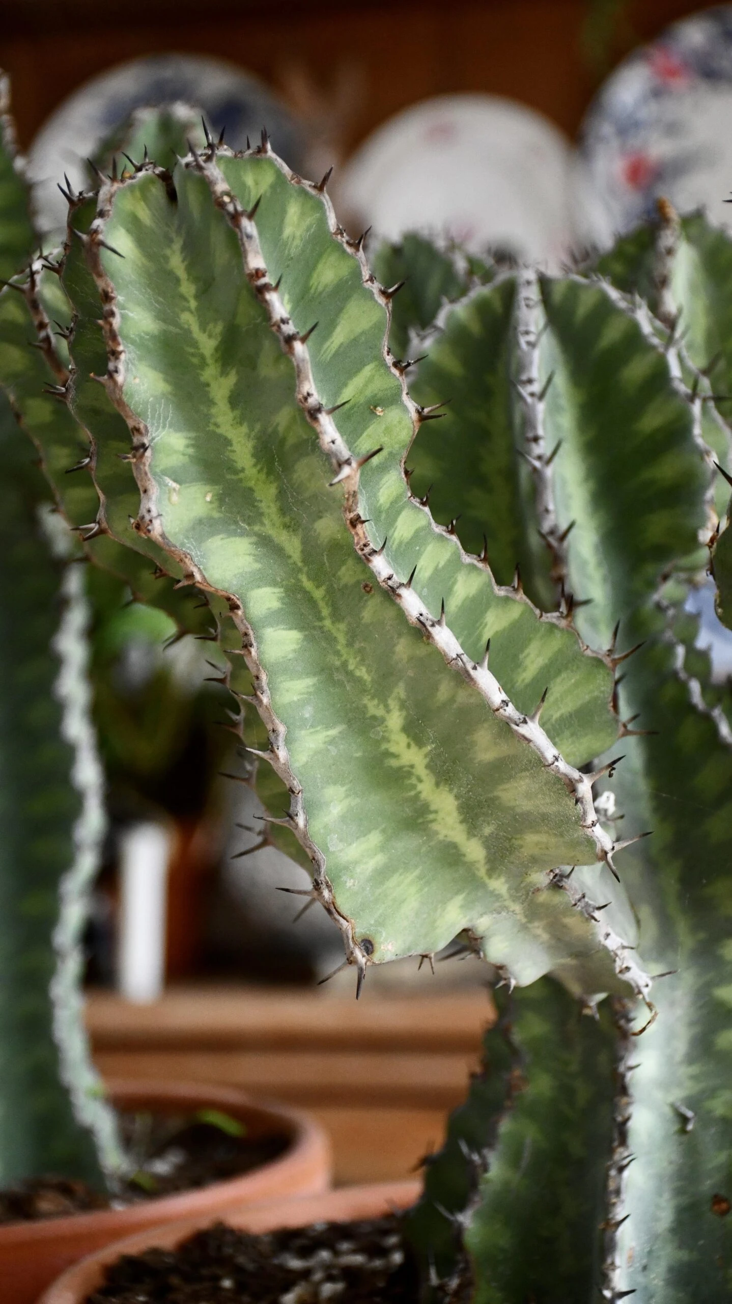 Euphorbia Cooperi 9 Euphorbia Cooperi - Image 9