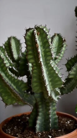 Euphorbia Cooperi 23 Euphorbia Cooperi -Happy House Plants Sale Store 98bb8d 12c30e608d854f479f1115ed5ffa7483 mv2