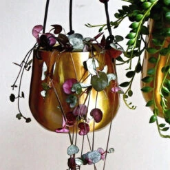 Atsu Brass Hanging Planter 10cm Wide -Happy House Plants Sale Store 98bb8d 12c7b346cb3d483b8cf89d78990bc909 mv2