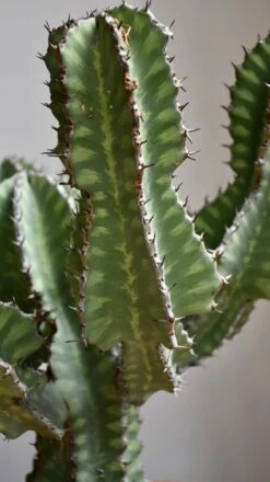 Euphorbia Cooperi 18 Euphorbia Cooperi -Happy House Plants Sale Store 98bb8d 1342792fcd704b66a478a46b924e1620 mv2