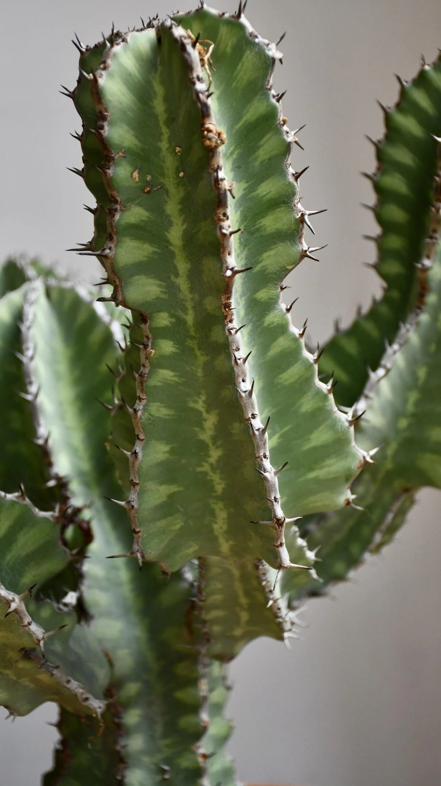 Euphorbia Cooperi 7 Euphorbia Cooperi - Image 7