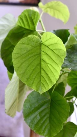 Ficus Umbellata (Tree Form) -Happy House Plants Sale Store 98bb8d 13eb62a9f6d2426e9d601cf4ed1af409 mv2