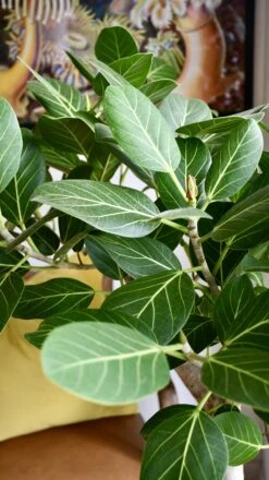 Ficus Benghalensis Audrey (Bengal Fig) -Happy House Plants Sale Store 98bb8d 14a3c44bacb94a358d5155f09fd1c6c4 mv2