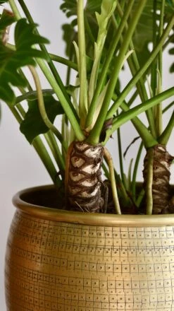 Philodendron Xanadu 'Bonsai' -Happy House Plants Sale Store 98bb8d 14d12bb851eb46cebc05cf577fb9df8b mv2