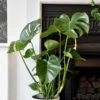 Large Monstera Deliciosa - Swiss Cheese Plant & Vibes Pot