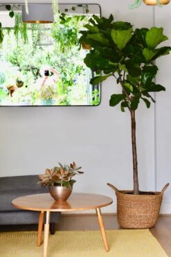 Extra Large Fiddle Leaf Fig Tree (Ficus Lyrata Tree, Lollipop Shaped Tree) -Happy House Plants Sale Store 98bb8d 1567a896934e480ea888f4341082caab mv2 d 2730 4096 s 4 2