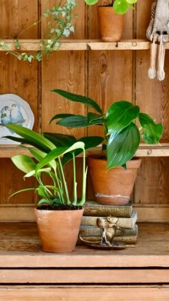 Epipremnum Pinnatum (Dragon Tail Plant) -Happy House Plants Sale Store 98bb8d 15b7f2d31fb5491591de0c20a1eb6399 mv2