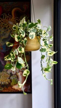 Epipremnum Njoy -Happy House Plants Sale Store 98bb8d 15d3768aedd34d178cdad34cbcaf8a2d mv2