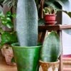 Sansevieria Victoria, Snake Plant