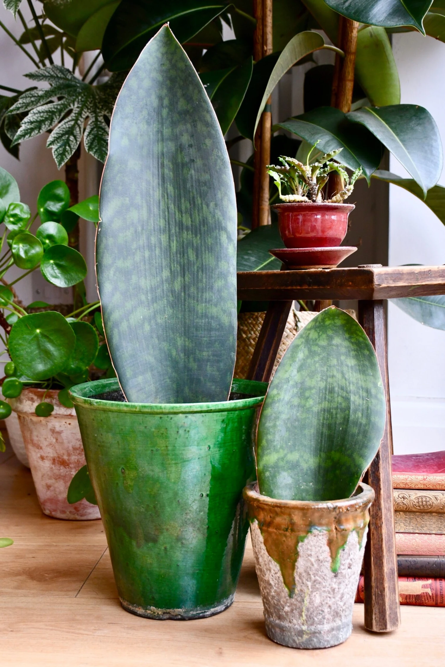 Sansevieria Victoria, Snake Plant 1 Sansevieria Victoria, Snake Plant