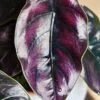 Alocasia Azlanii (Jewel Alocasia 'Red Mambo')