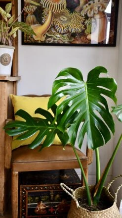 Medium Monstera Deliciosa (Elegant Stem Form) -Happy House Plants Sale Store 98bb8d 1744d039fe62487c86fe2f8af4abe194 mv2