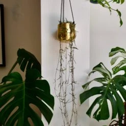 Atsu Brass Hanging Planter 10cm Wide -Happy House Plants Sale Store 98bb8d 184c21560e3d486e92ad389241a2c522 mv2 8cbe6719 116c 4ee5 b568 a02bc511db94